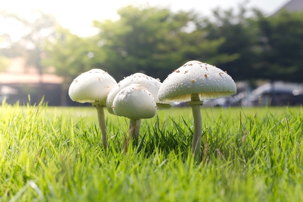 5 Tips: Mushroom Wonders in Your Lawn 5 Tips: Mushroom Wonders in Your Lawn