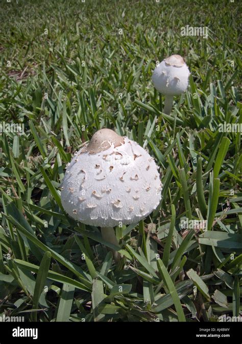 Get Rid of Lawn Mushrooms: 3 Ways Get Rid of Lawn Mushrooms: 3 Ways