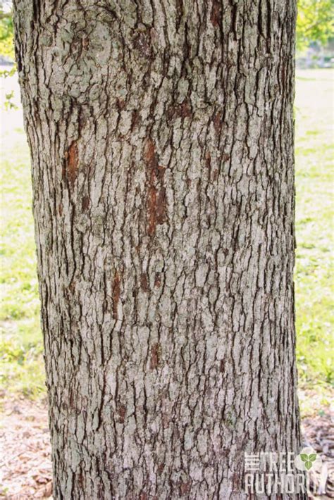 Unravel the Secrets of White Oak Bark