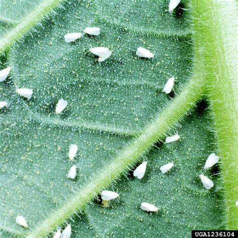 White Plant Bugs White Plant Bugs