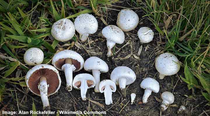 White Yard Mushrooms Innovate Together White Yard Mushrooms Innovate Together