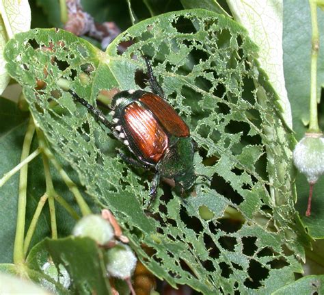 Who Let The Bugs Out Purdue Entomology Insect Collect Who Let The Bugs Out Purdue Entomology Insect Collect