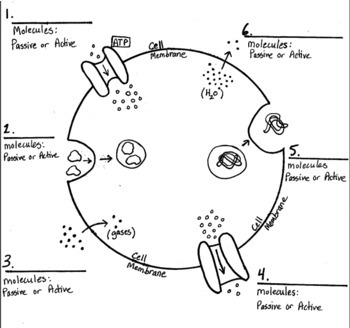 4 Ways Cell Transport Promotes Homeostasis