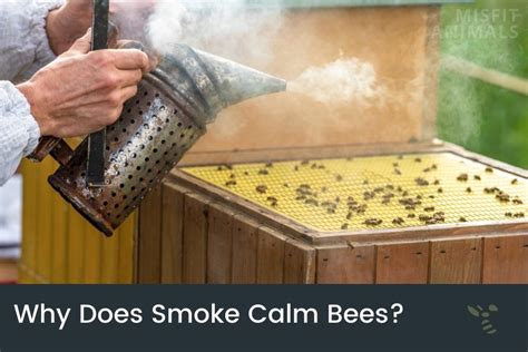 The Smove Effect: Unveiling the Bee's Secret
