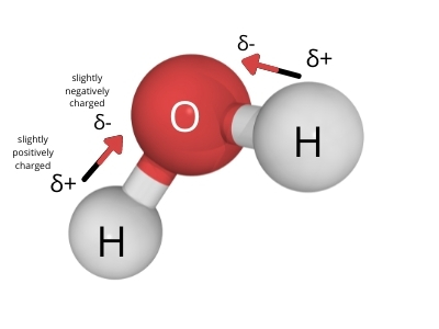 The Secrets of Water's Polarity