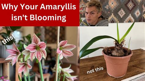 5 Common Reasons for Amaryllis No Bloom
