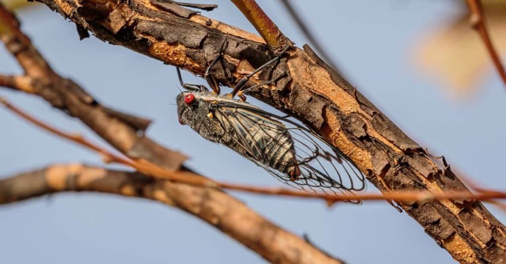 5 Ways to Protect Tomato Plants from Cicadas 5 Ways to Protect Tomato Plants from Cicadas