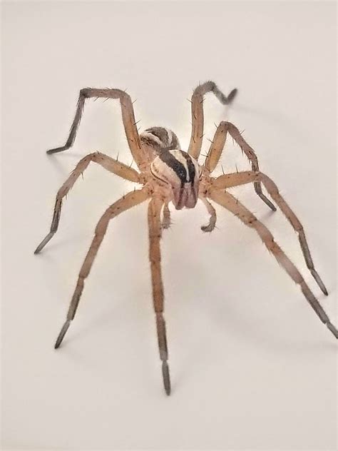 The Ultimate Guide to Wolf Spiders: 5 Facts