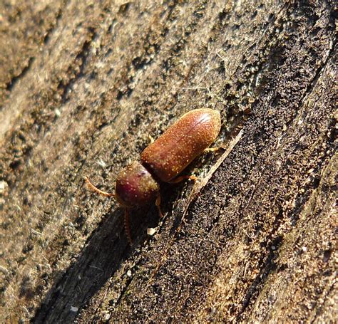 Unveiling the Wood-Destroying Beetle Secrets