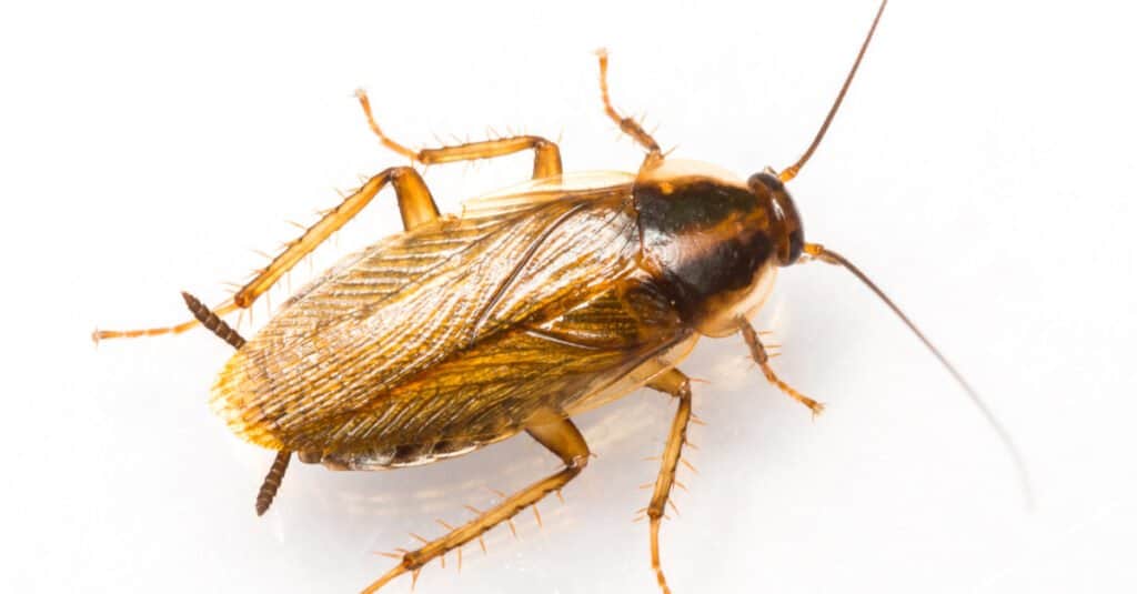 Wood Roaches in Virginia: 5 Facts