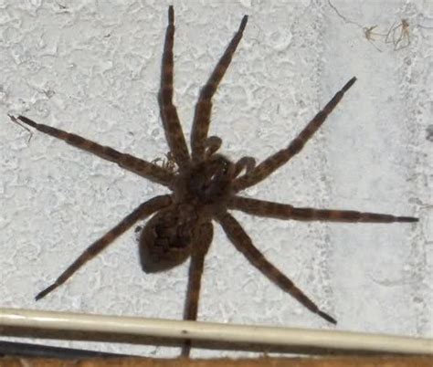 Unraveling the Mystery of PA's Wood Spiders
