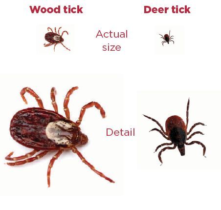 Wood Tick Vs Deer Tick What S The Difference Lyme Mexico Clinic Wood Tick Vs Deer Tick What S The Difference Lyme Mexico Clinic