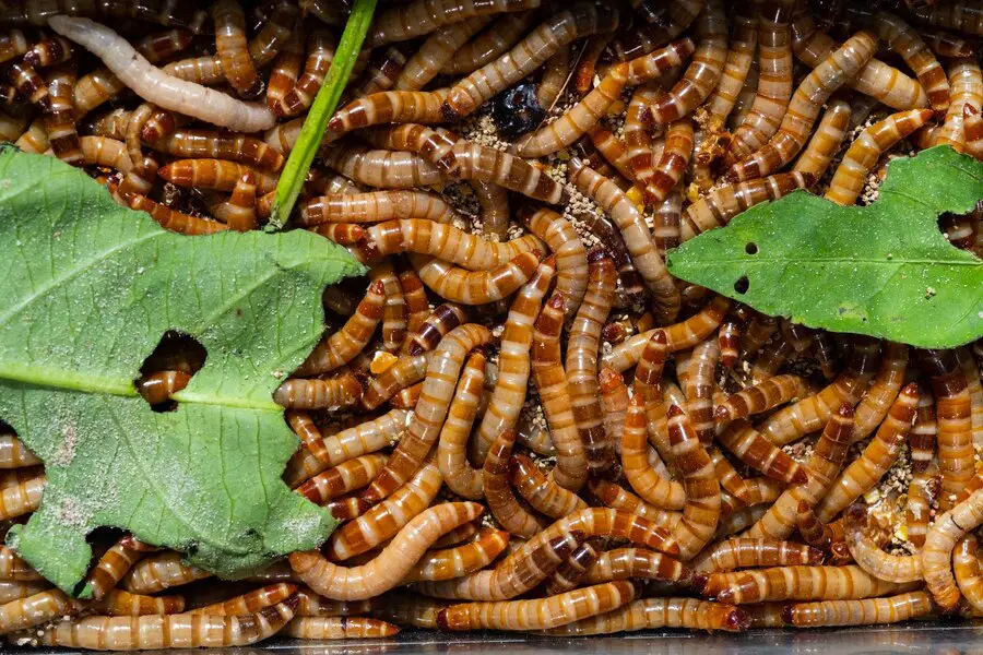 Worm Food What To Feed Your Worms For The Best Vermicompost South
