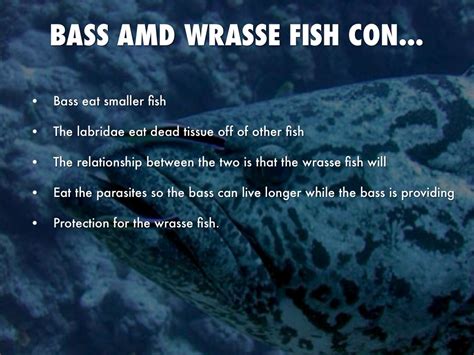 Black Sea Bass & Wrasse: Allies in the Ocean