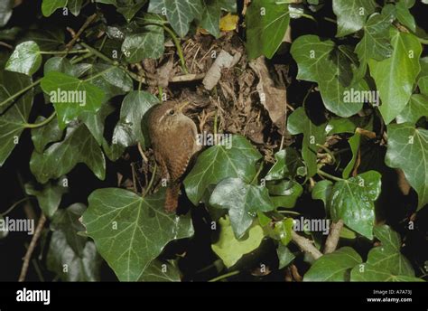 Wren At Nest In Ivy Stock Photo Royalty Free Image 11774933 Alamy