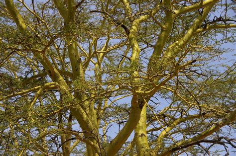 Yellow Bark Acacia Plants Tree Acacia Yellow Bark Acacia Plants Tree Acacia