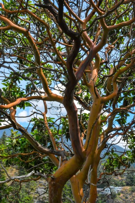 The Ultimate Guide to Yellow Bark Trees