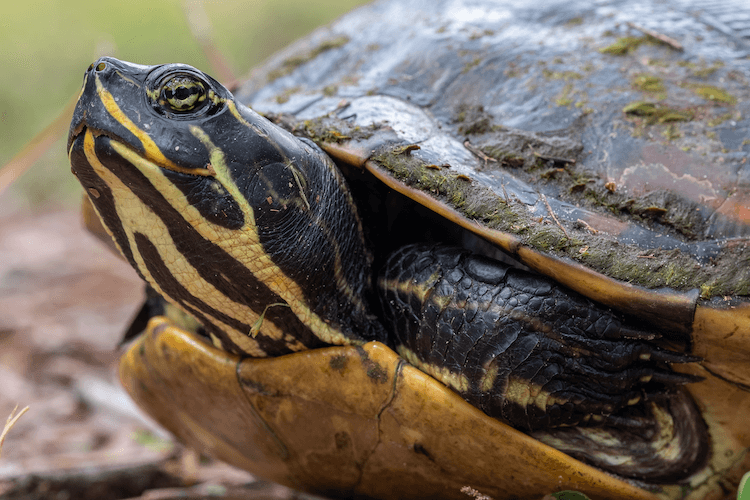 4 Tips to Care for Your Slider
