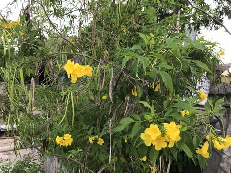 Yellow Bells Plant Care Growing Guide Yellow Bells Plant Care Growing Guide