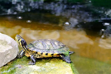 The Perfect Guide to Yellow Belly Slider Turtle Care