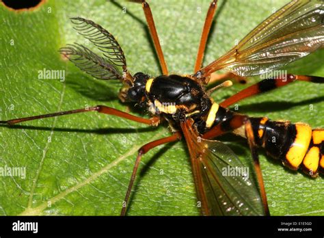 The Ultimate Guide: 10 Yellow Black Insect Facts