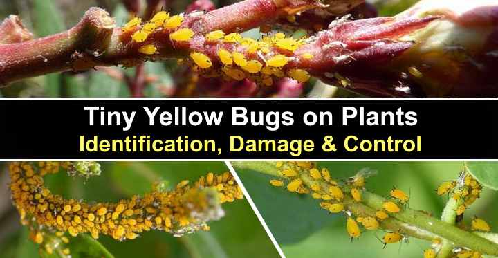 Yellow Bugs on Plants: Identify and Eliminate