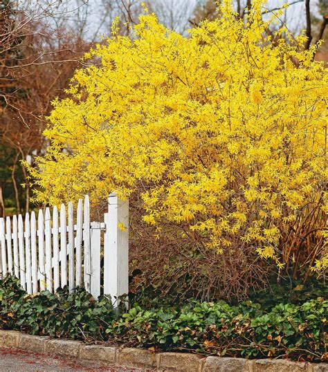 Brighten Your Garden: 5 Bushes