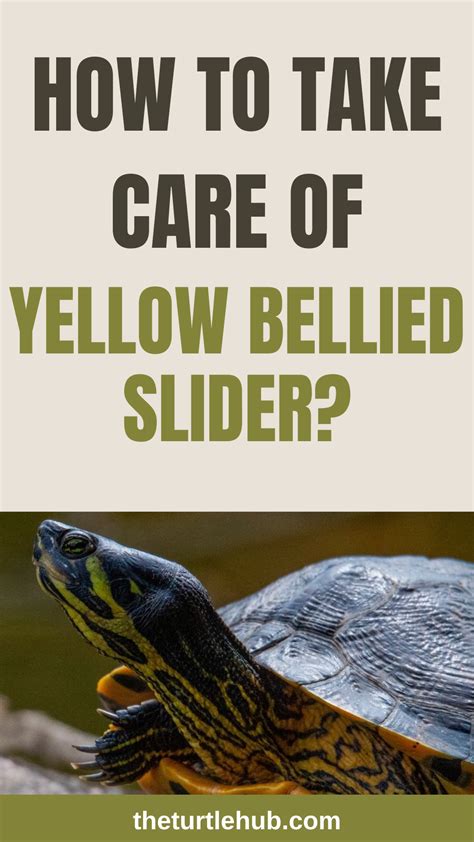 The Ultimate Guide: 5 Slider Care Tips