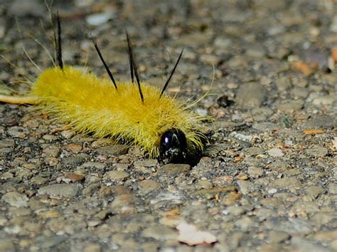 Unraveling the Mystery of Yellow Fur Caterpillars
