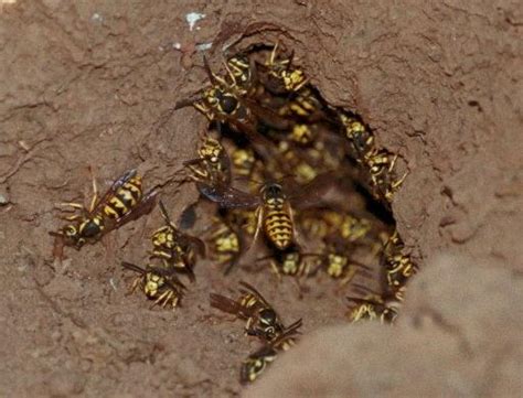 The Ultimate Guide: 3 Ways to Deal with Yellow Jackets in Oregon The Ultimate Guide: 3 Ways to Deal with Yellow Jackets in Oregon