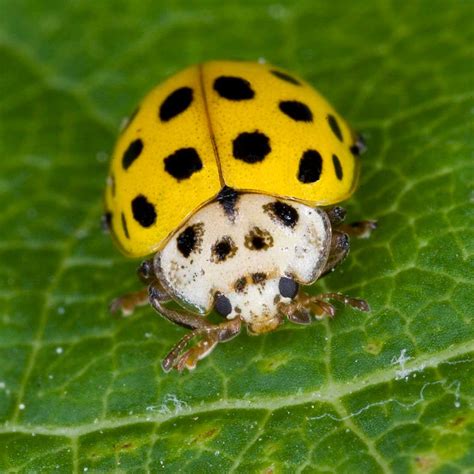 All You Need To Know About Ladybug Bites