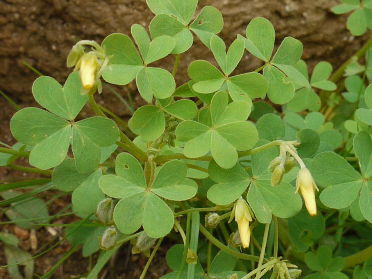 5 Ways to Grow Yellow Wood Sorrel