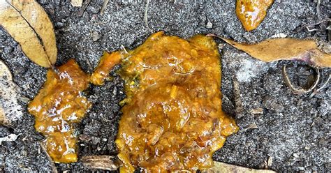 Signs of Digestive Issues: Yellowish Dog Diarrhea Signs of Digestive Issues: Yellowish Dog Diarrhea