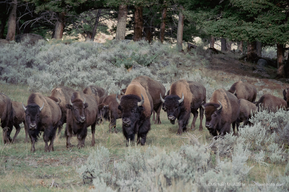 Uncovering Yellowstone's Ancient Bison Heritage