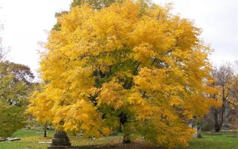 Yellowwood American Campbell S Nursery Yellowwood American Campbell S Nursery