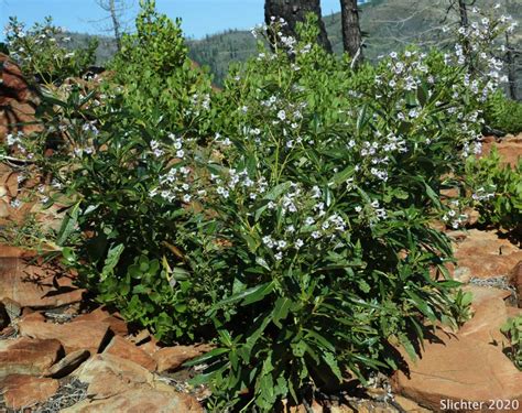 5 Impressive Benefits of Yerba Santa