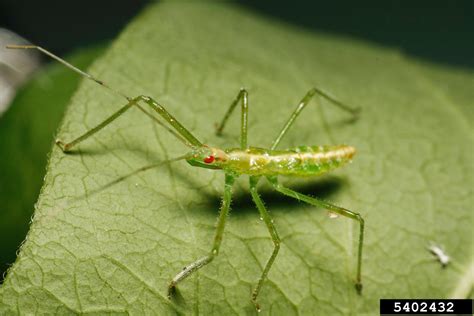 4 Tips To Recognize The Zelus Assassin Bug